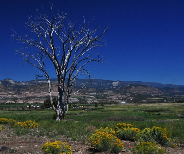 my favorite tree